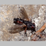 Mintho rufiventris - Raupenfliege 02.jpg